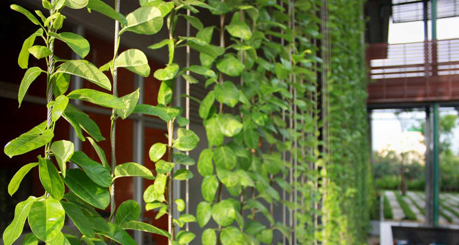 گیاهان مورد استفاده در دیوار سبز کابلی