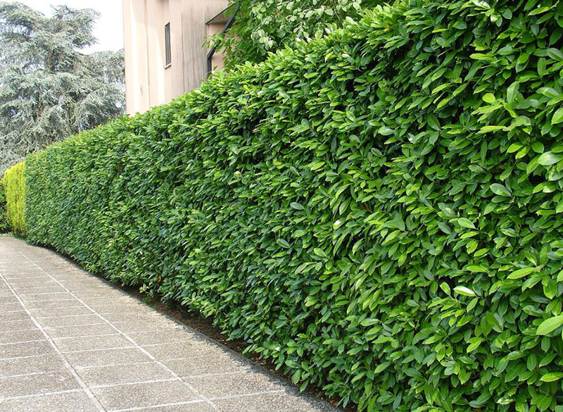 دیوار سبز شبکه ای | گیاهان مناسب برای دیوار سبز شبکه ای
