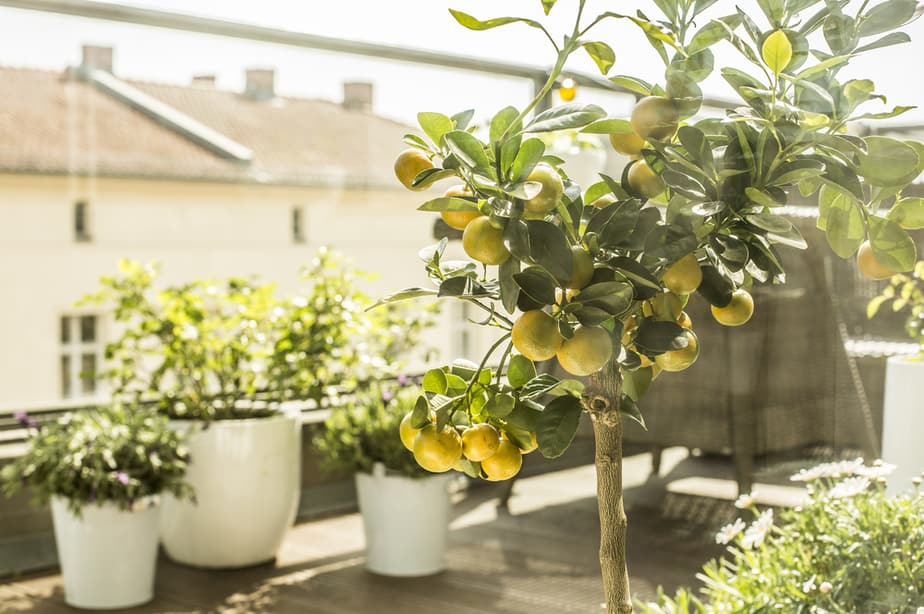 بهترین ایده ها برای طراحی روف گاردن - کاشت درخت لیمو
