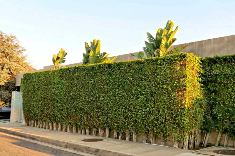 ایده های طراحی دیوار سبز